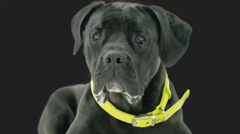 Birmingham Dogs Home Shimmer, a young Cane Corso