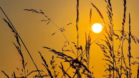 StormChaserLiam Silhouettes of grasses dominate the foreground with orange skies behind and a glowing sun descending