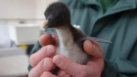 Whipsnade Zoo A northern rockhopper penguin chick is being held in much larger human hands.