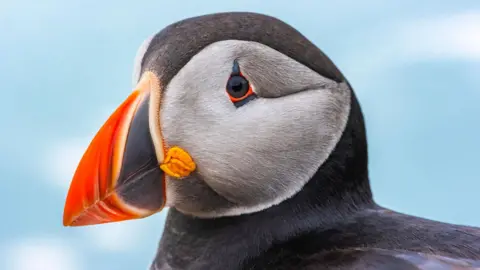 A closeup of a puffin with small silver-scaled fish in its mouth.