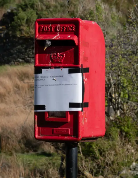 Marian van Kleinwee Red British post box in a rural setting, with a bird nesting inside the mail slot. A sign taped to the front reads that birds are nesting and asks for patience due to temporary disruption