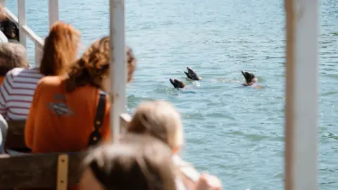 Longleat Safari Park Three sea lions with their heads above water entertain crowds on a tourist boat in sunshine.
