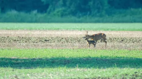 SATURDAY - Eton Wick - a deer and fawn in a field in the early morning sunshine 