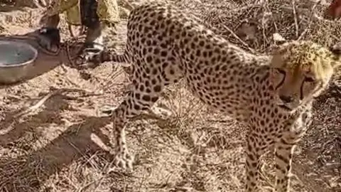 The cheetah cub standing next to the family which adopted it.