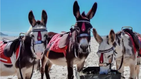 Stephen Staff Three donkeys with halters and name plates across their noses stand on Barmouth beach. They wear saddles and have a bright red blanket underneath the saddles. They are brown and white. Two look at the camera while the third to the right has its nose in a square black feeder with hay in it. It is a bright sunny day with a clear light blue sky.