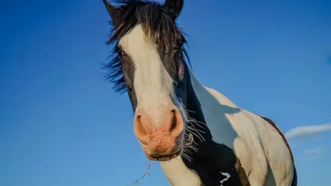 A horse looks down into the camera. The animal has a pink nose at the tip of its muzzle with a long white streak down the centre of its head and black markings either side. Its body is white. Behind it is blue sky. The horse has a strand of grass in its mouth, poking out.