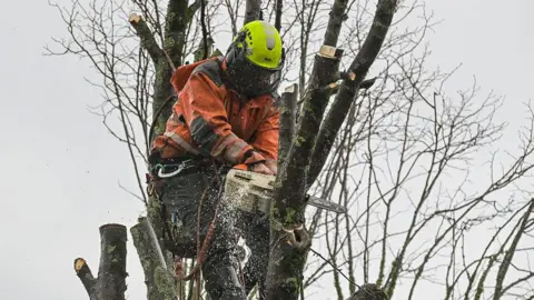Getty Images A wide shot of someone at the top of the tree with a chainsaw.