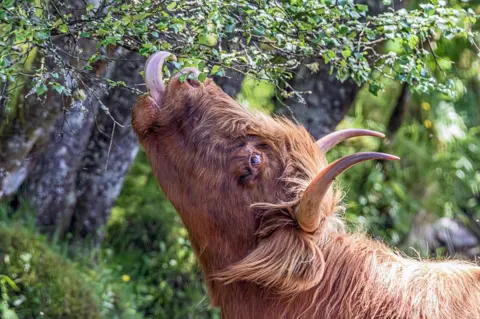 Ian Niven A Highland cow eats leaves from a tree by stretching up to reach them