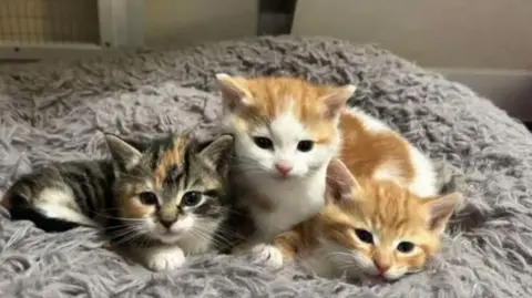 Oak Tree Animals' Charity Three kittens on a soft grey furry cushion. Two kittens are white and ginger, the other one is a tabby. The three are cuddled up to each other and are looking straight at the camera. They are the epitome of gorgeous.