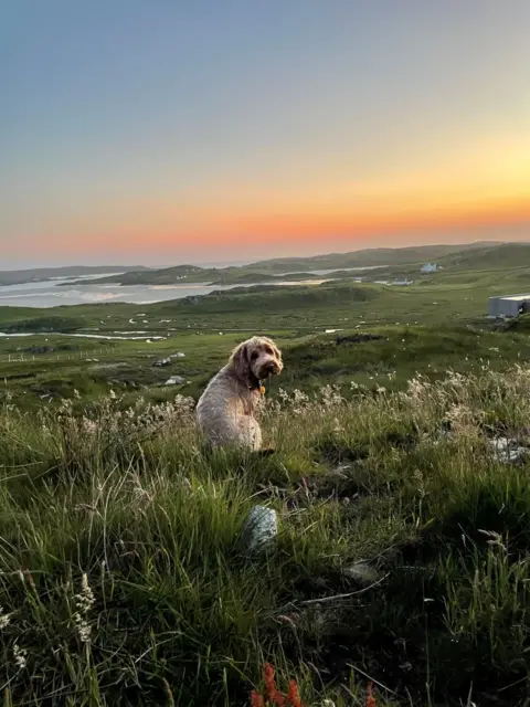 Lauren Wilkinson A dog turns around to look at the camera sitting in grassland with the sea in the distance