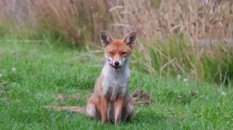 Robert Power A fox, which is mainly orange in colour with a white chest, staring right at the camera. The fox has its mouth open and its tounge hanging out by the left of its face. Its right eye is closed, but its left eye is partially open, giving the impression it is winking. It is sitting on its hind legs on a patch of green grass with brown reeds behind it