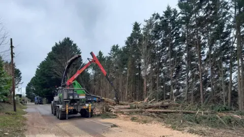 A vehicle with a long arm removes trees from a country road littered with tree-related debris