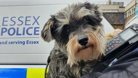 Essex Police Suspected stolen dog