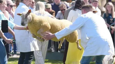 PA Media A sheep jumps through the air as two men in white overcoats attempt to catch it.