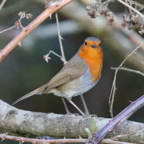 Instagram/stuart_brown_photography A robin stands on a branch and looks towards the camera.