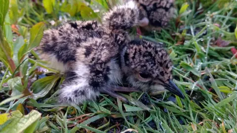 Two lapwing chicks at Kingfishers Bridge nature reserve, one in the foreground and another just glimpsed behind. Their fluffy feathers are speckled in shades of brown, cream and white. The one in front is sideways on with a black beak and eye. They are resting on grass. 