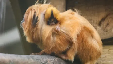 Newquay Zoo Golden lion tamarin, Missy, with one of her babies clinging to her back