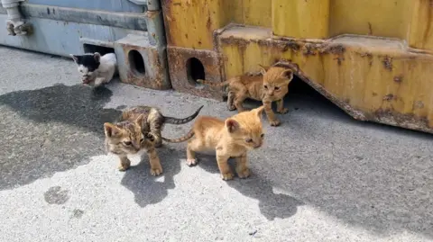 Royal Navy The orphaned kittens emerge from under shipping containers. They are very small and thin and cute.