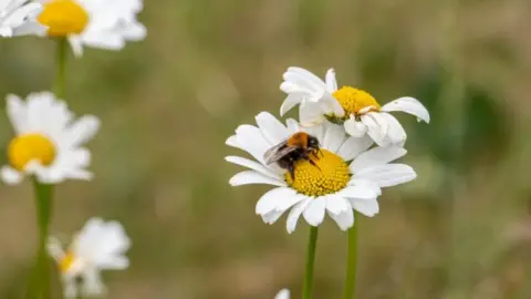 Getty Images A flower with a bee on it 