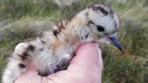 Curlew fledgling