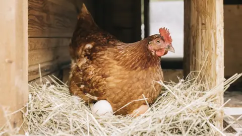 Getty Images Chicken