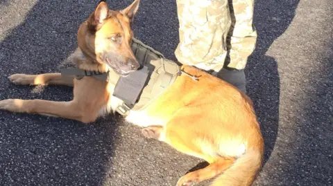Military dog wearing radiation detector