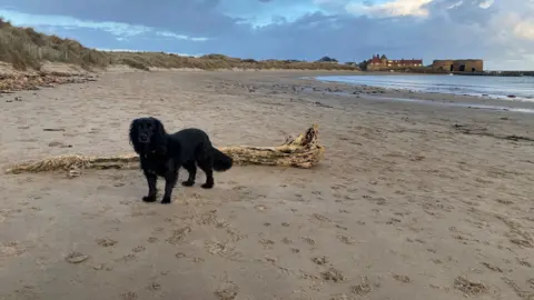A large beach has lime kilns in the far distance under a darkening blue sky. In the forefront of the photo is a black spaniel.