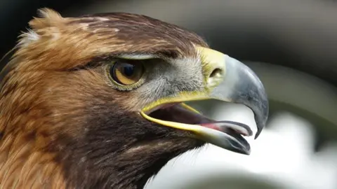 Angela Pearson Golden eagle