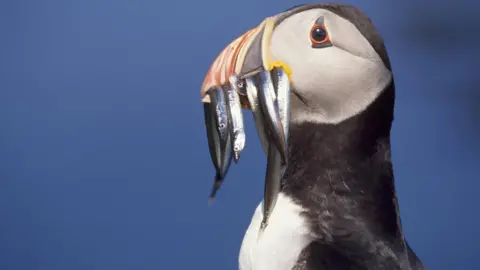 RSPB Puffin with fish