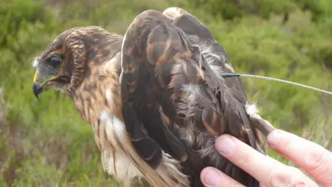 RSPB Close up of the young female hen harrier, with dark brown feathers on its head and wings and paler brown feathers on the chest. The beak has yellow on it and the bird is being held by a human hand