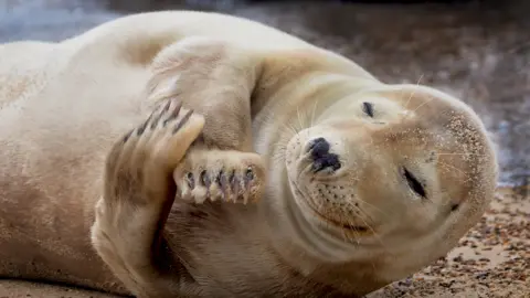 Andrew Jacobs A seal on a beach with its arms crossed.