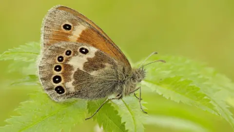 Iain H Leach A large heath butterfly sits on the leaf of a green plant. It is brown and orange with small black eye spots on its wings.