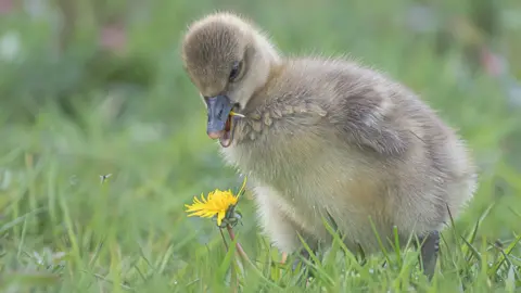 A greylag goose chick by a dandelion