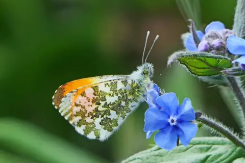 Eric Niven An orange tip butterfly with green and white wings. It is surrounded by blue flowers and green foliage.