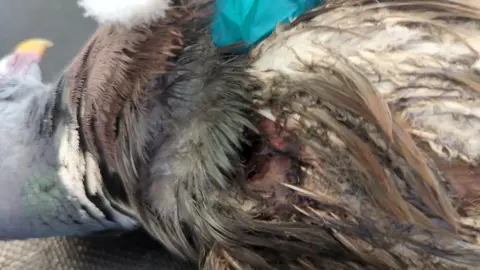 RSPCA The partial head and body of a dead wood pigeon with feathers missing from a damaged bloody wing