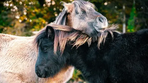 Two miniature Shetland ponies stood next to each other. One is black, the other brown. The brown has its head laid on top of the black one. There are trees and greenery behind them. 