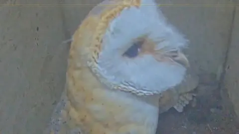Christchurch Harbour Ornithological Society A live stream screenshot of an owl 
