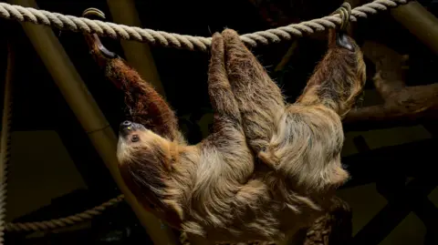 A sloth hanging upside down on a rope in a zoo enclosure.