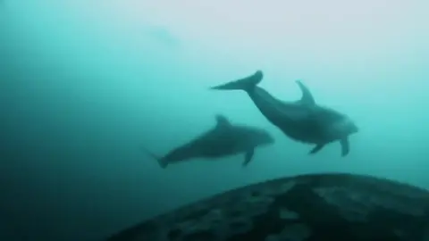 Footage from a camera stuck to a killer whale shows a dolphin ahead