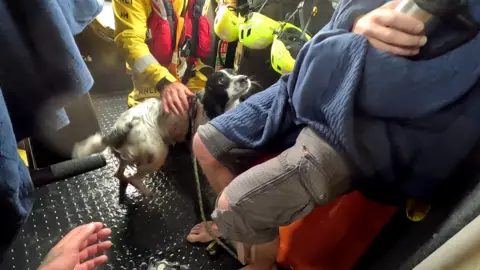 Portpatrick RNLI Dog taken to safety