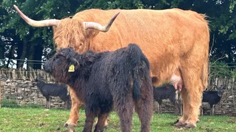 An adult long-horned light-brown cow is standing in a field with a much darker brown calf in front of her