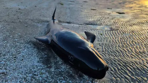 Project Jonah New Zealand A pilot whale that has washed up on Farewell Spit