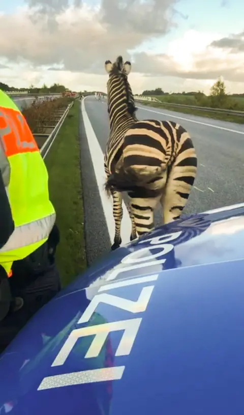 AFP A zebra walks next to a police car on the A20 motorway on 2 October, 2019