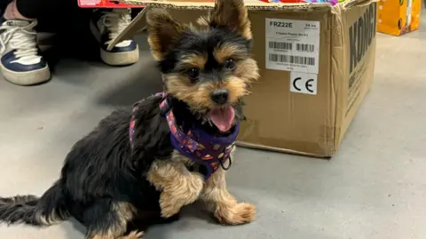 Avon and Somerset Police An image of a black and caramel coloured Border Terrier. The dog has one paw up off the ground and is wearing a purple harness. The dog has both its ears pointed up in the air and its tongue out. Behind the dog, there is a brown box with a white sticker on it. To the left of the dog, there are a pair of white and blue trainers.
