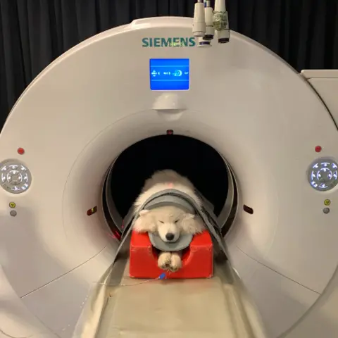 Colin Sim Tayto in a CT scanner