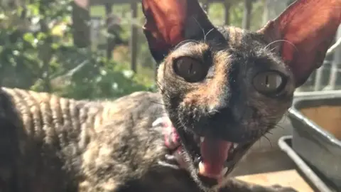 A Cornish Rex breed of cat. It has dark fur and large ears. It is looking at the camera and bearing its teeth.