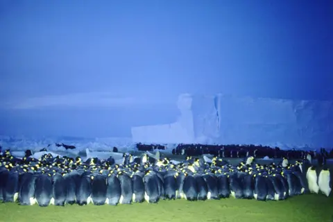 Getty Images - Doug Allan Large colony of emperor penguins huddled together on icy ground, with towering ice cliffs and a blue polar sky in the background.