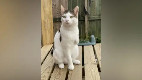 Lancashire Police Three legged cat with white fur and a brown patch of hair on its head.