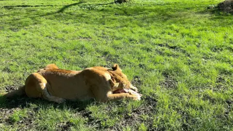 A lion lies in the grass, eating a hunk of meat. There are trees in the background.
