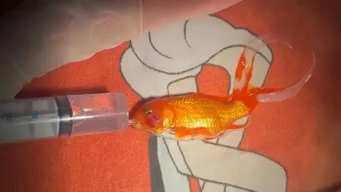 MyVet Goldfish lies on the table on an orange lid. He is not in the water, but in his mouth he has a tube filled with water. The goldfish is bright orange. The veterinarian's gloved hands can be seen working with the fish.